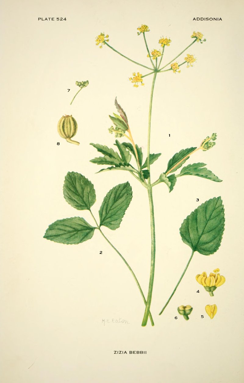 Meadow Alexanders