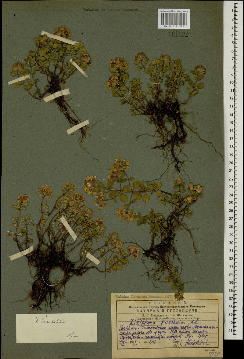 Ziziphora clinopodioides subsp. brantii