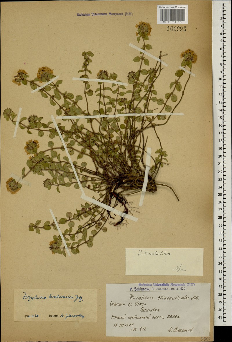 Ziziphora clinopodioides subsp. brantii photo 2