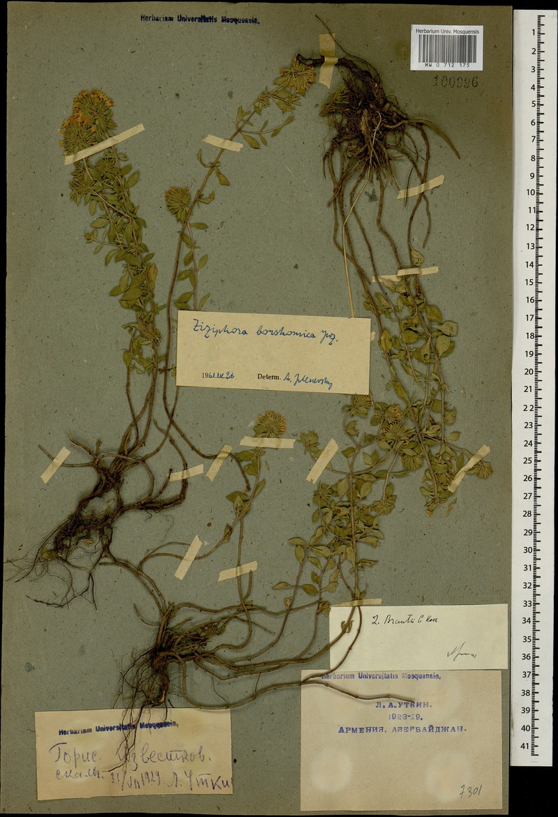 Ziziphora clinopodioides subsp. brantii photo 3