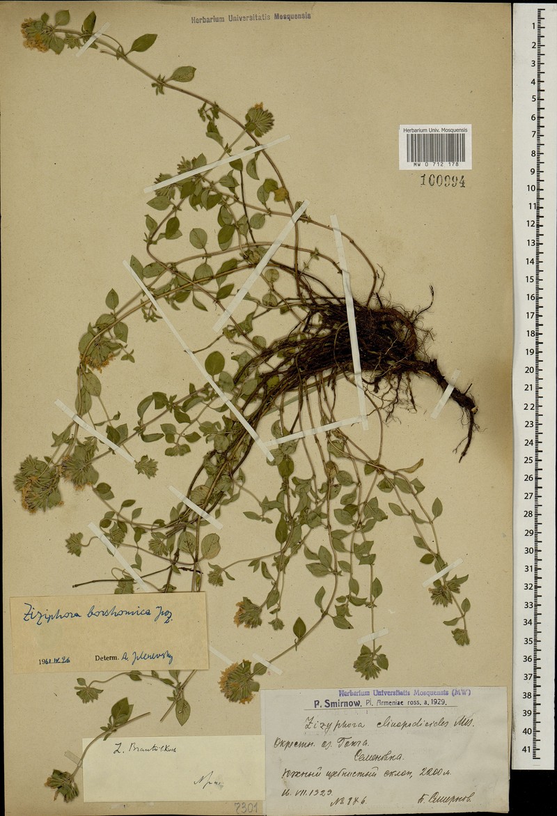 Ziziphora clinopodioides subsp. brantii photo 4