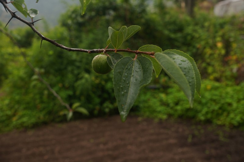 Ziziphus budhensis