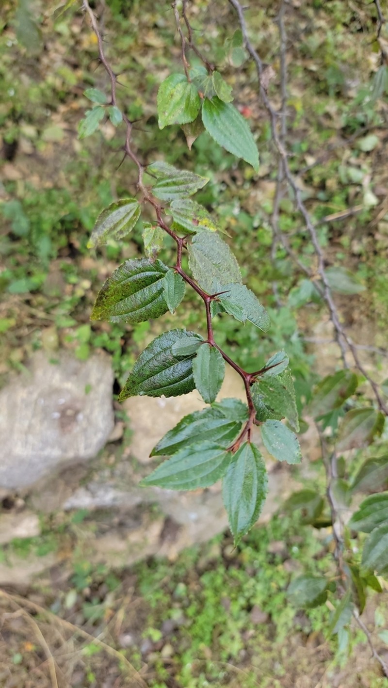 Ziziphus budhensis photo 2