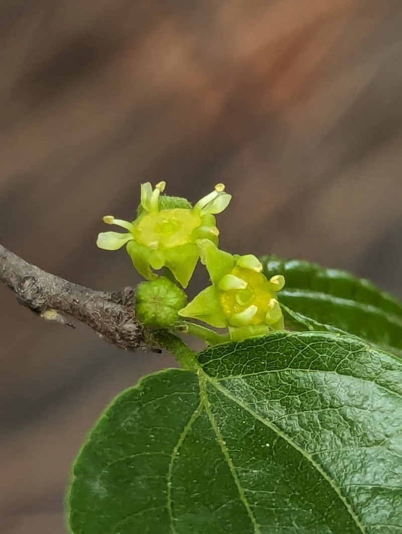Ziziphus budhensis photo 5