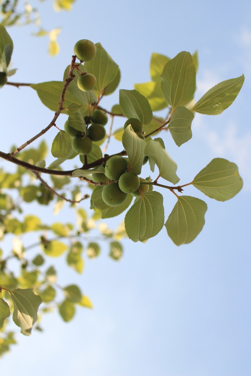 Ziziphus budhensis photo 6