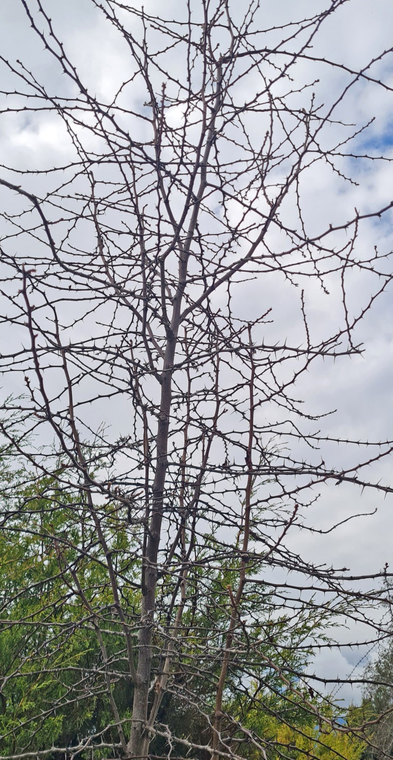 Ziziphus budhensis photo 7