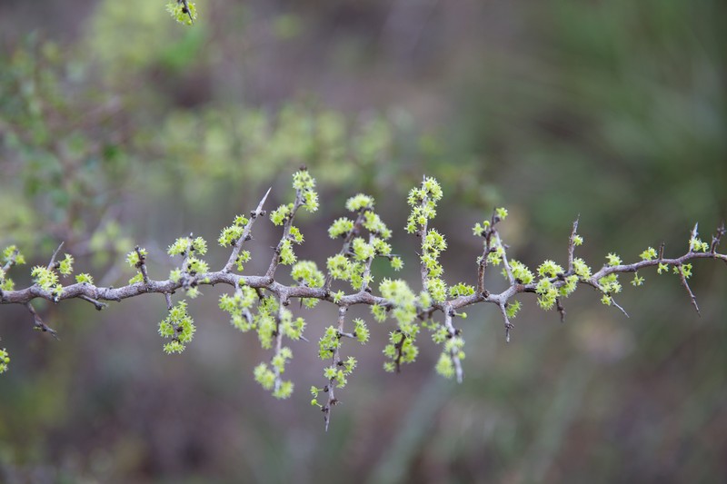 Florida Jujube photo 4