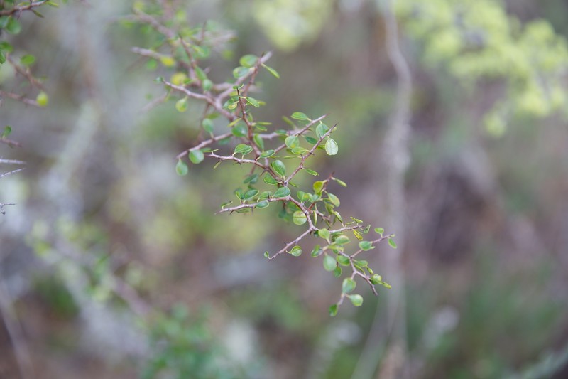 Florida Jujube photo 5