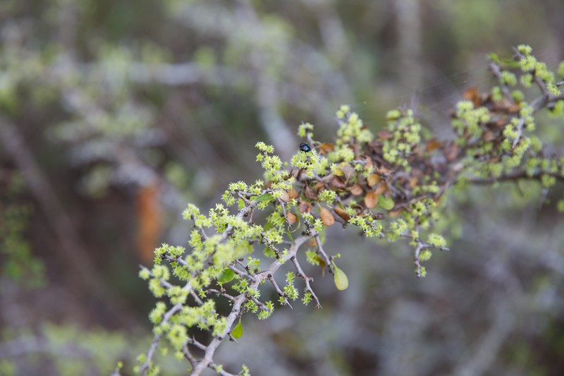 Florida Jujube photo 6