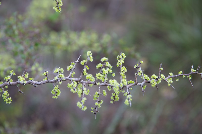 Florida Jujube photo 2