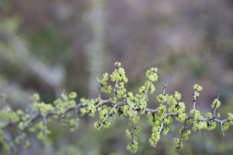 Florida Jujube photo 3