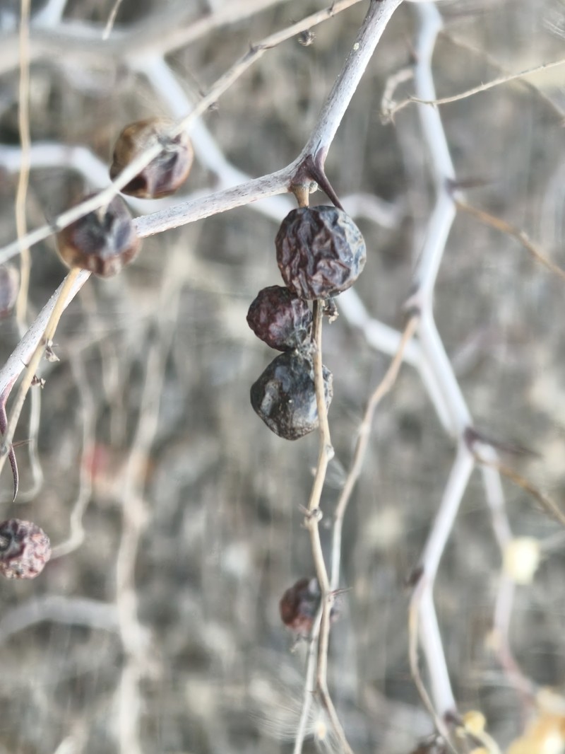 Ziziphus jujuba subsp. spinosa photo 2