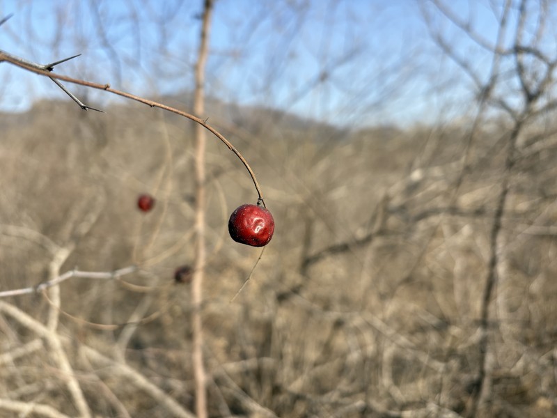 Ziziphus jujuba subsp. spinosa photo 3