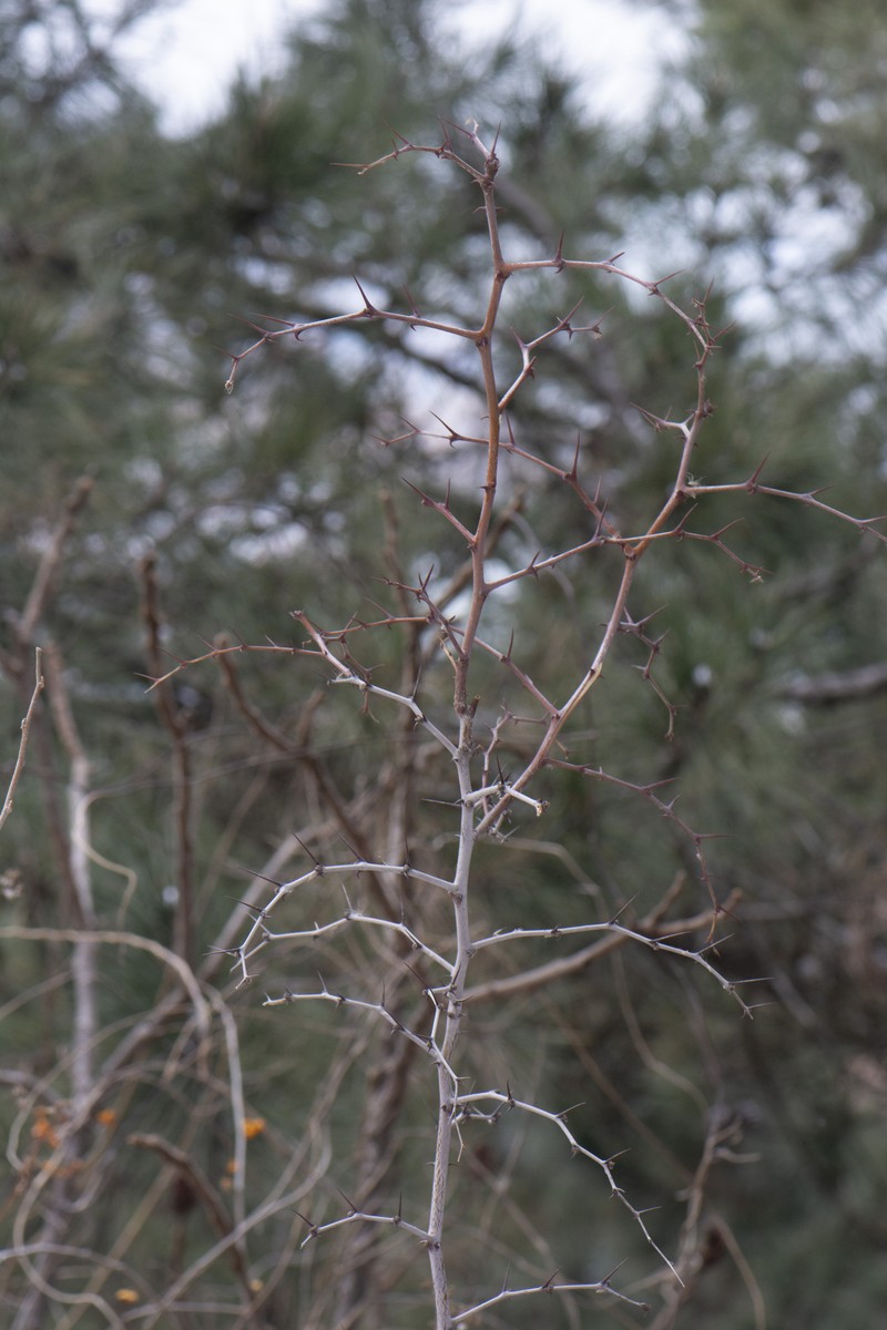 Ziziphus jujuba subsp. spinosa photo 4