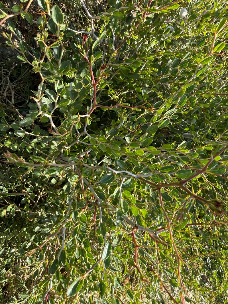 Ziziphus lotus subsp. lotus