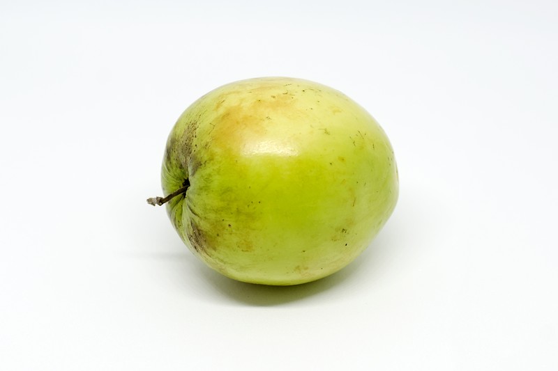 Indian Jujube