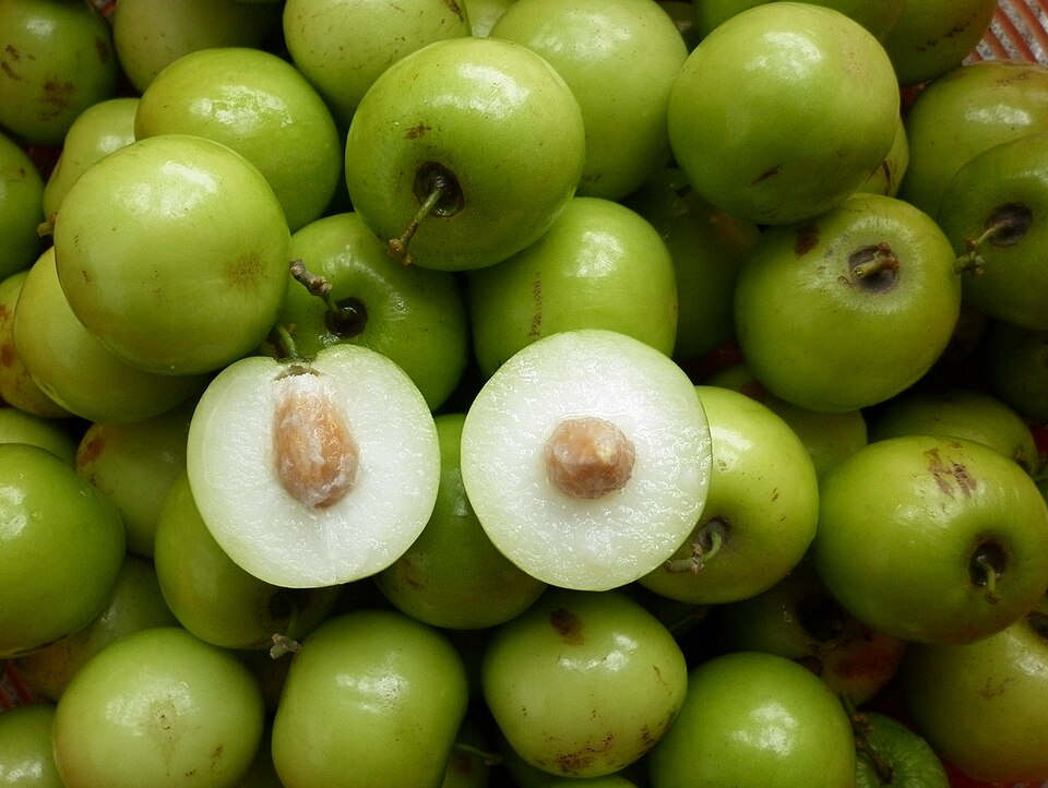 Indian Jujube photo 3
