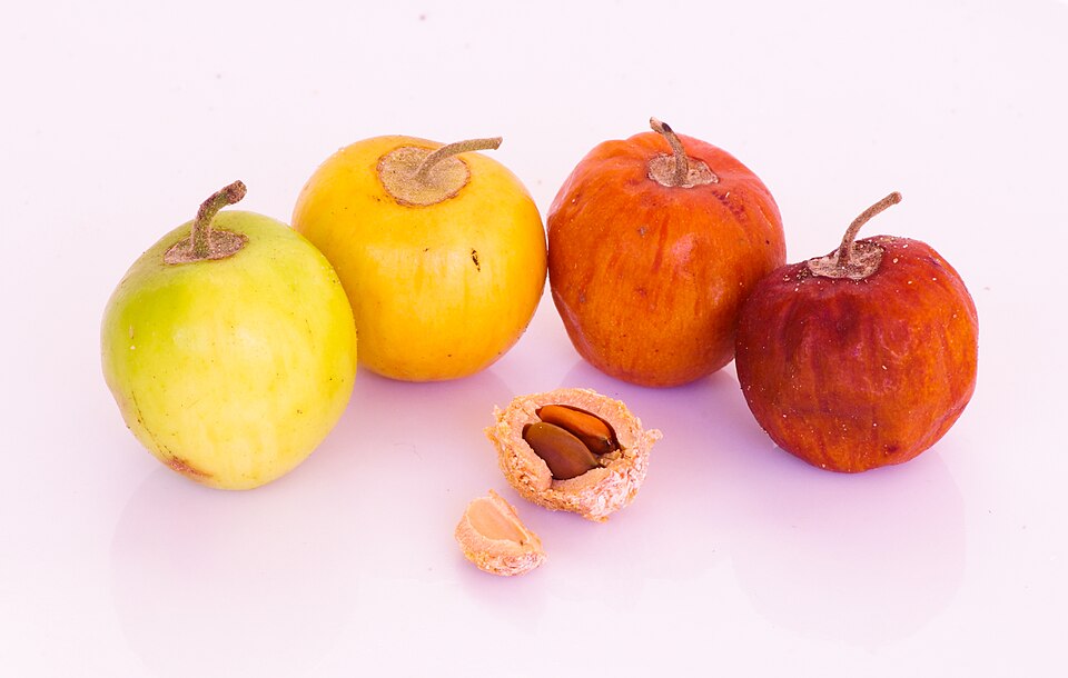 Indian Jujube photo 5