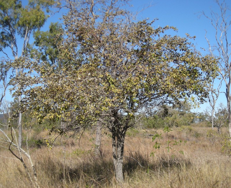 Indian Jujube photo 6