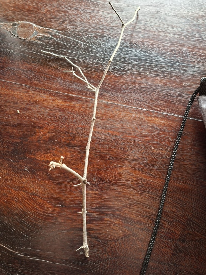 Ziziphus mucronata subsp. mucronata
