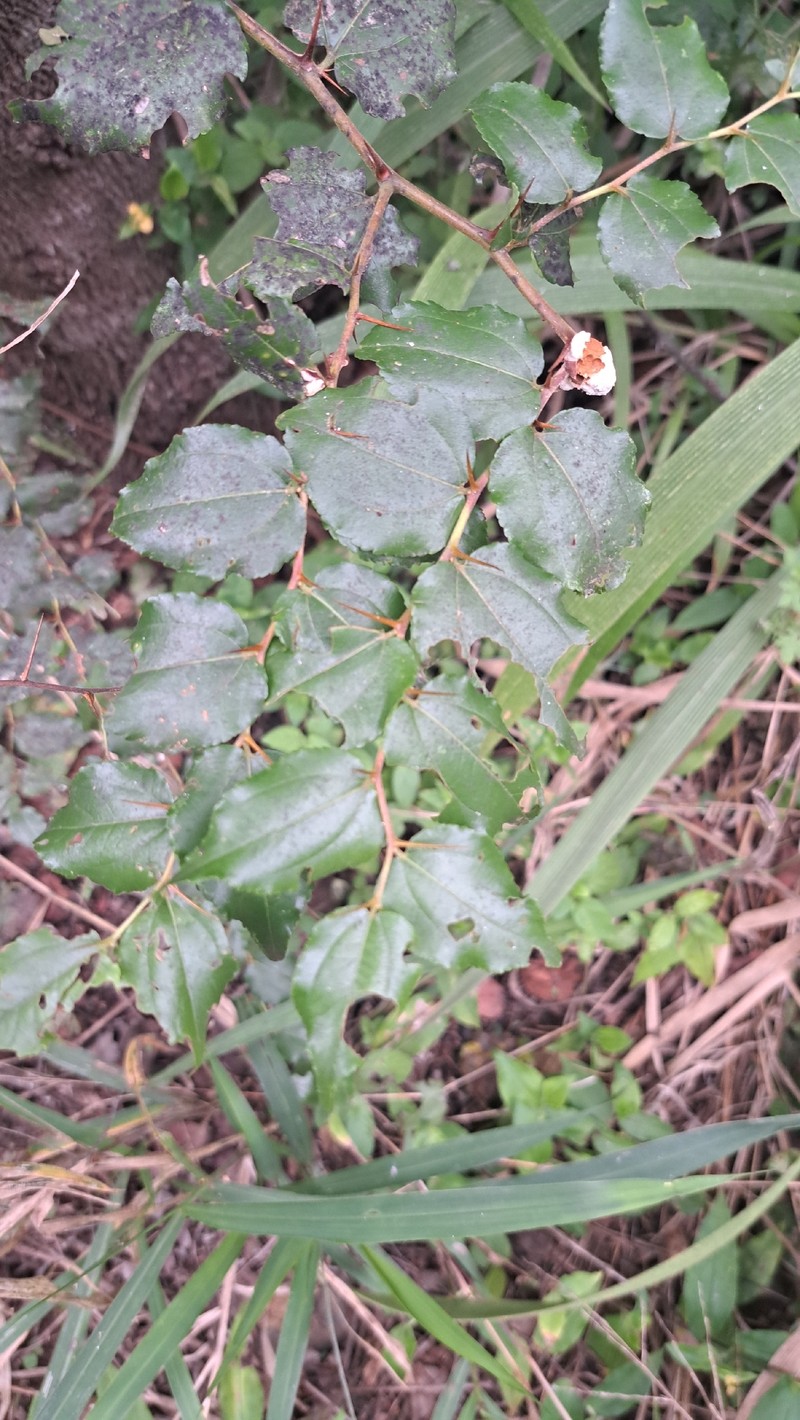 Ziziphus mucronata subsp. mucronata photo 2
