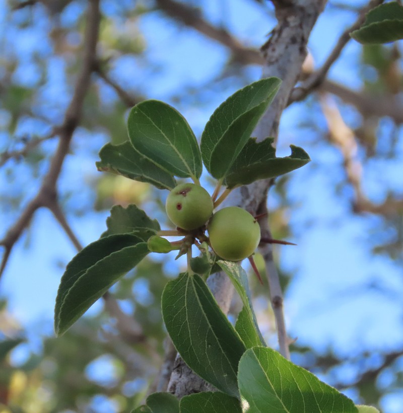 Ziziphus mucronata subsp. mucronata photo 3