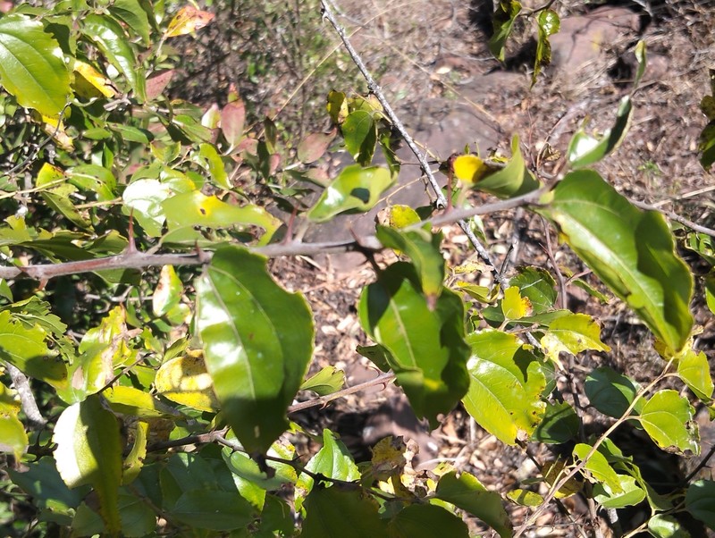 Ziziphus mucronata subsp. mucronata photo 4