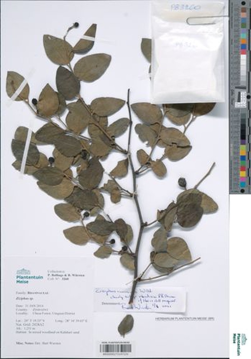 Ziziphus mucronata subsp. rhodesica