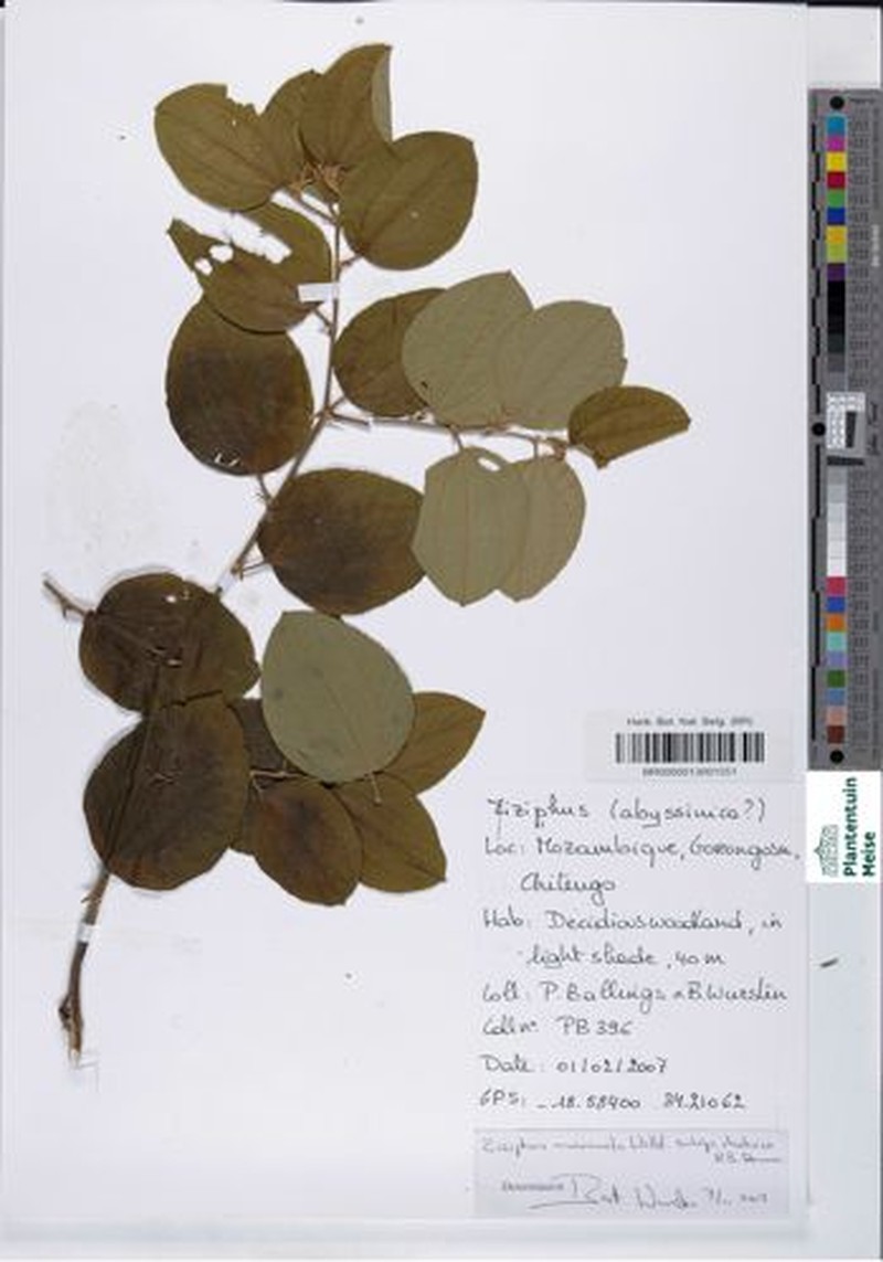 Ziziphus mucronata subsp. rhodesica photo 2