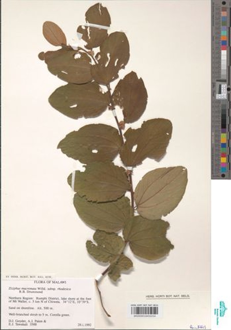 Ziziphus mucronata subsp. rhodesica photo 3
