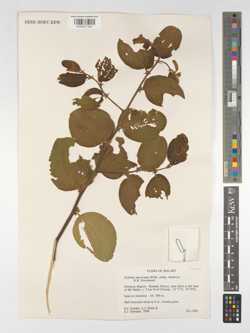 Ziziphus mucronata subsp. rhodesica photo 4