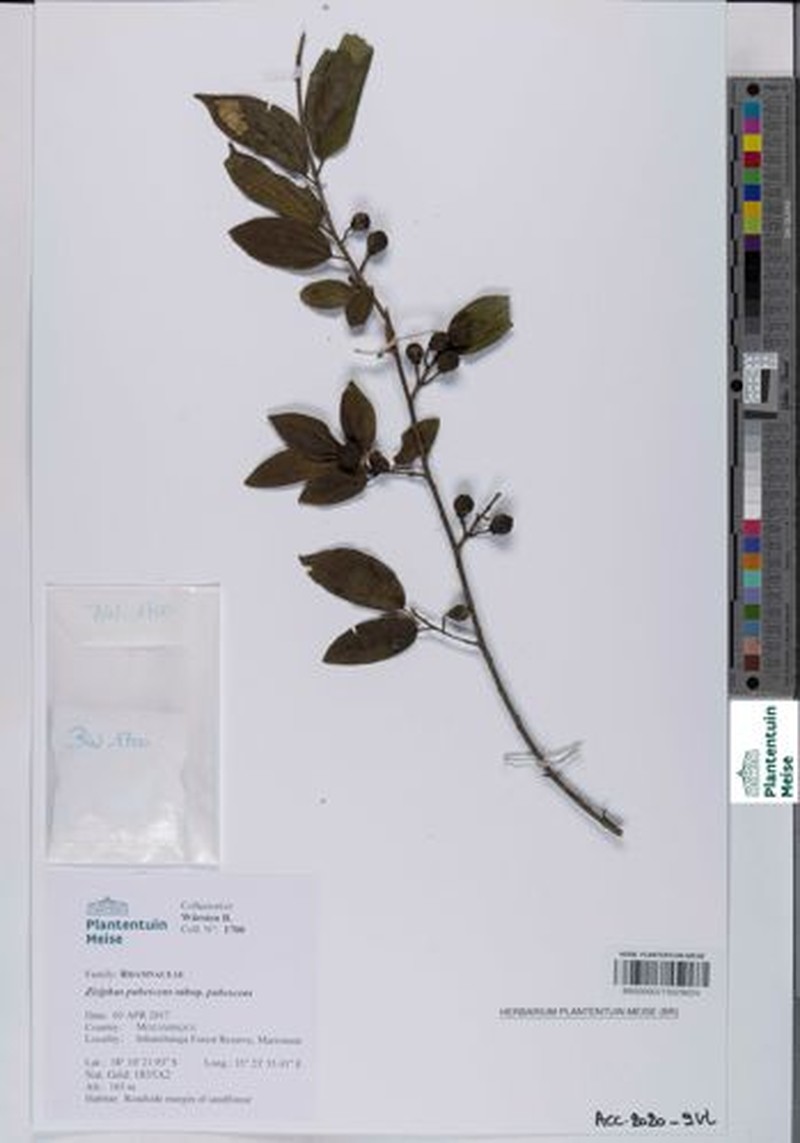 Ziziphus pubescens subsp. pubescens