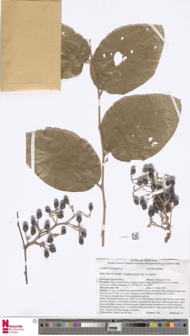 Ziziphus rugosa var. rugosa