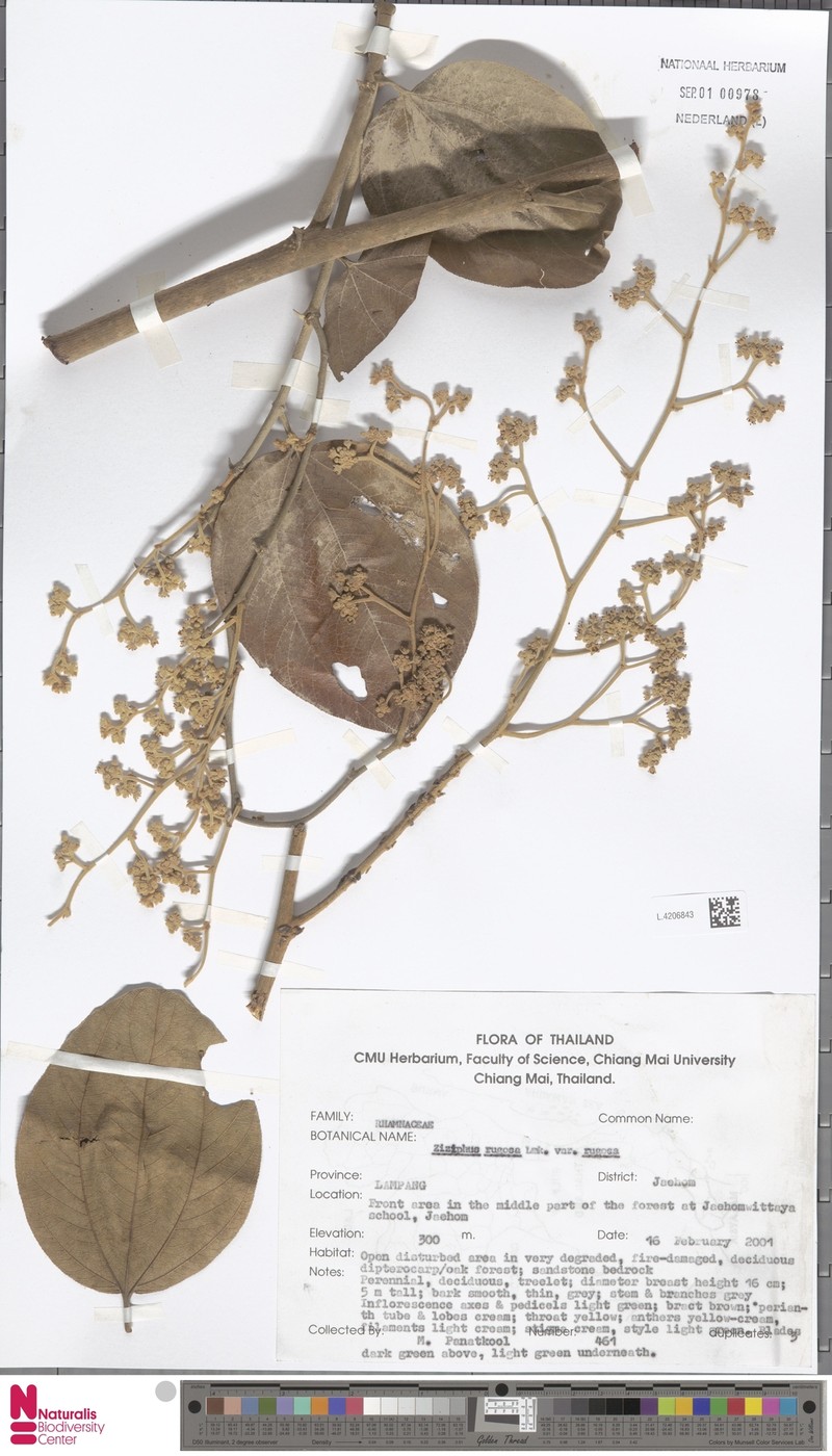 Ziziphus rugosa var. rugosa photo 2