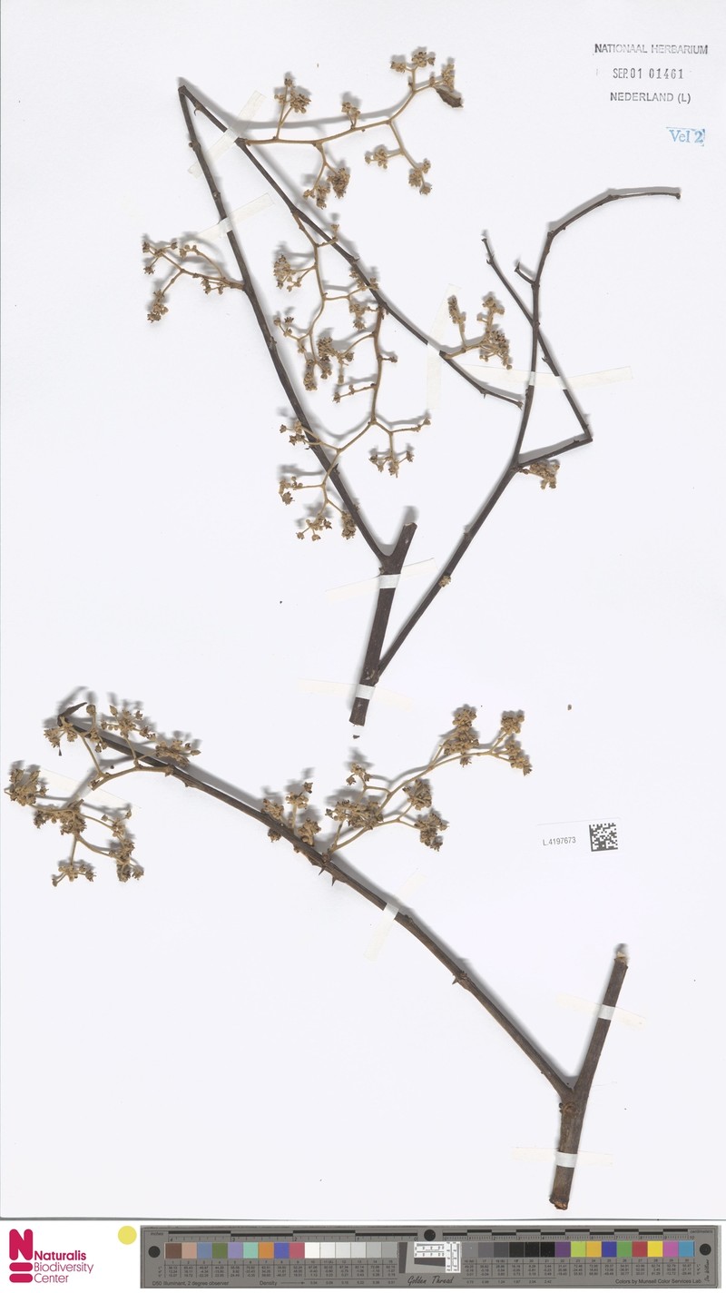 Ziziphus rugosa var. rugosa photo 3