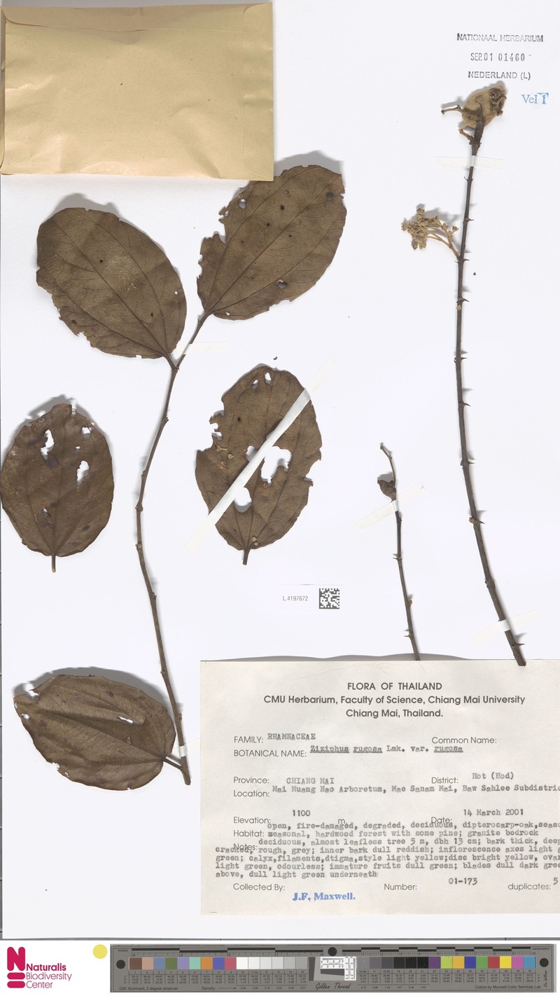 Ziziphus rugosa var. rugosa photo 4