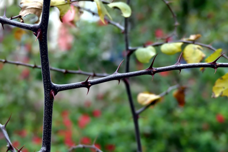 Ziziphus spina-christi