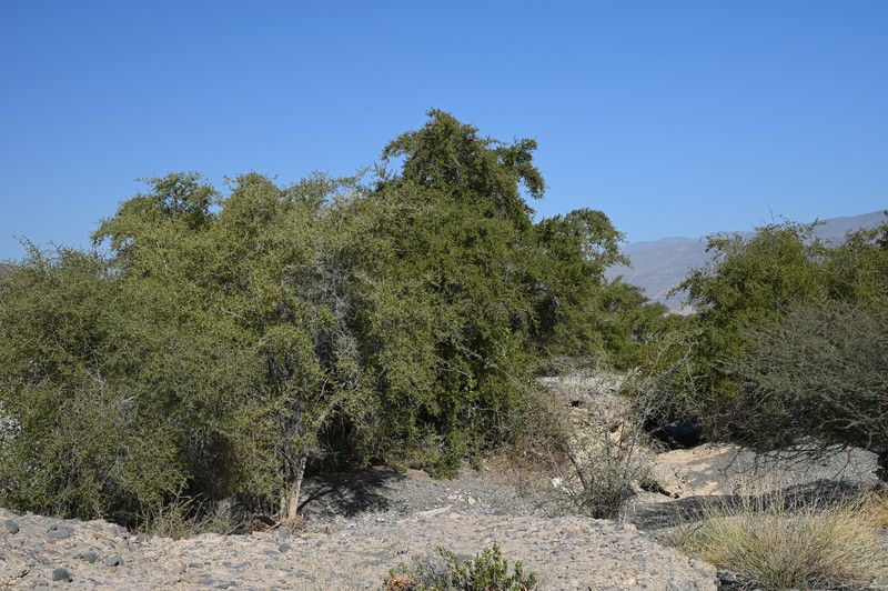 Ziziphus spina-christi photo 2