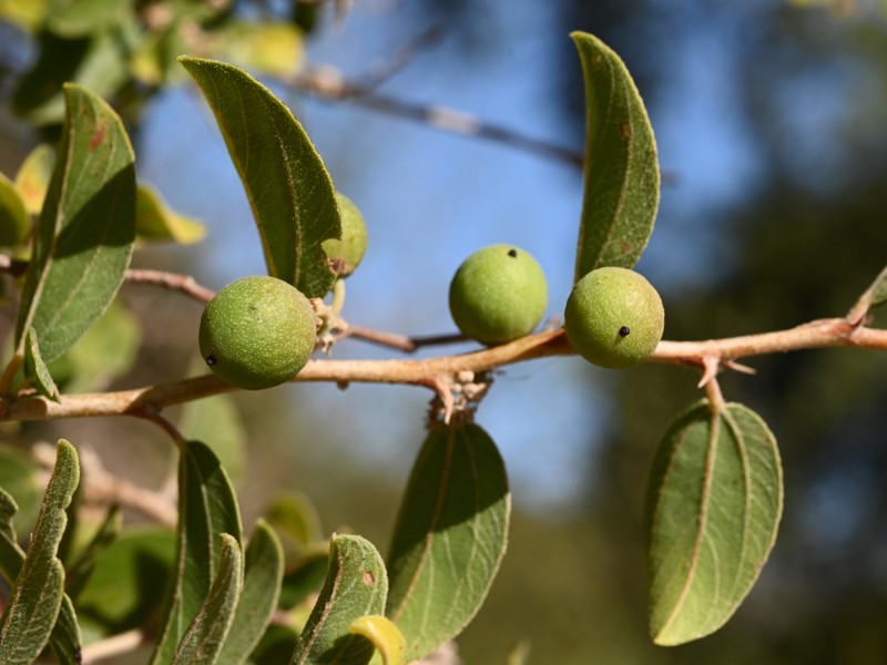 Ziziphus spina-christi photo 3