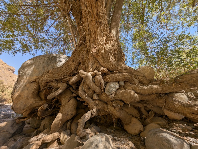 Ziziphus spina-christi photo 4