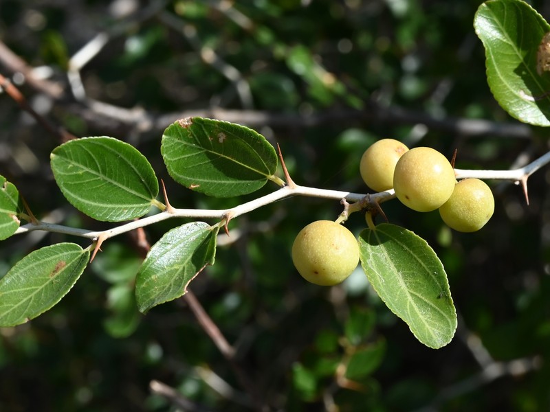 Ziziphus spina-christi photo 5