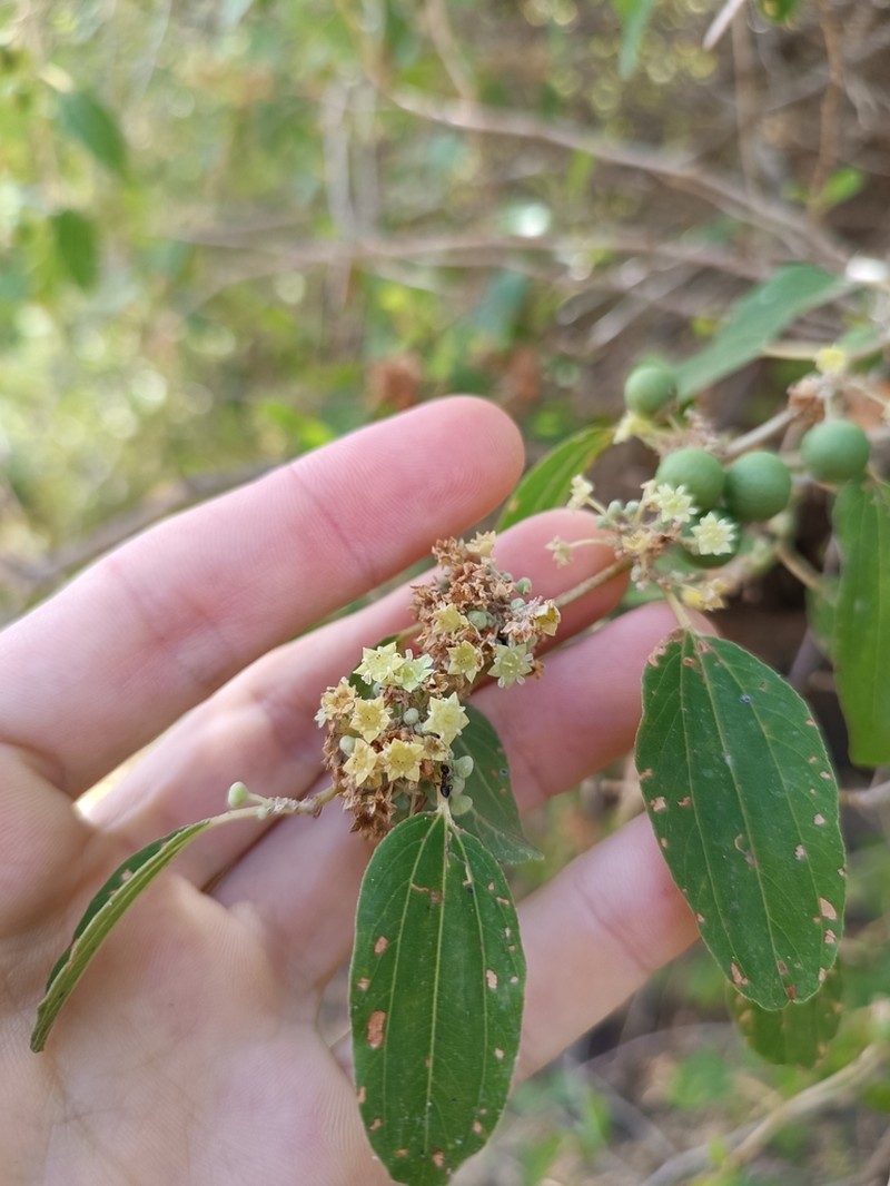 Ziziphus spina-christi photo 6
