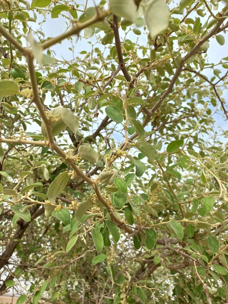 Ziziphus spina-christi photo 7