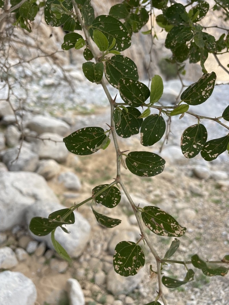 Ziziphus spina-christi photo 8