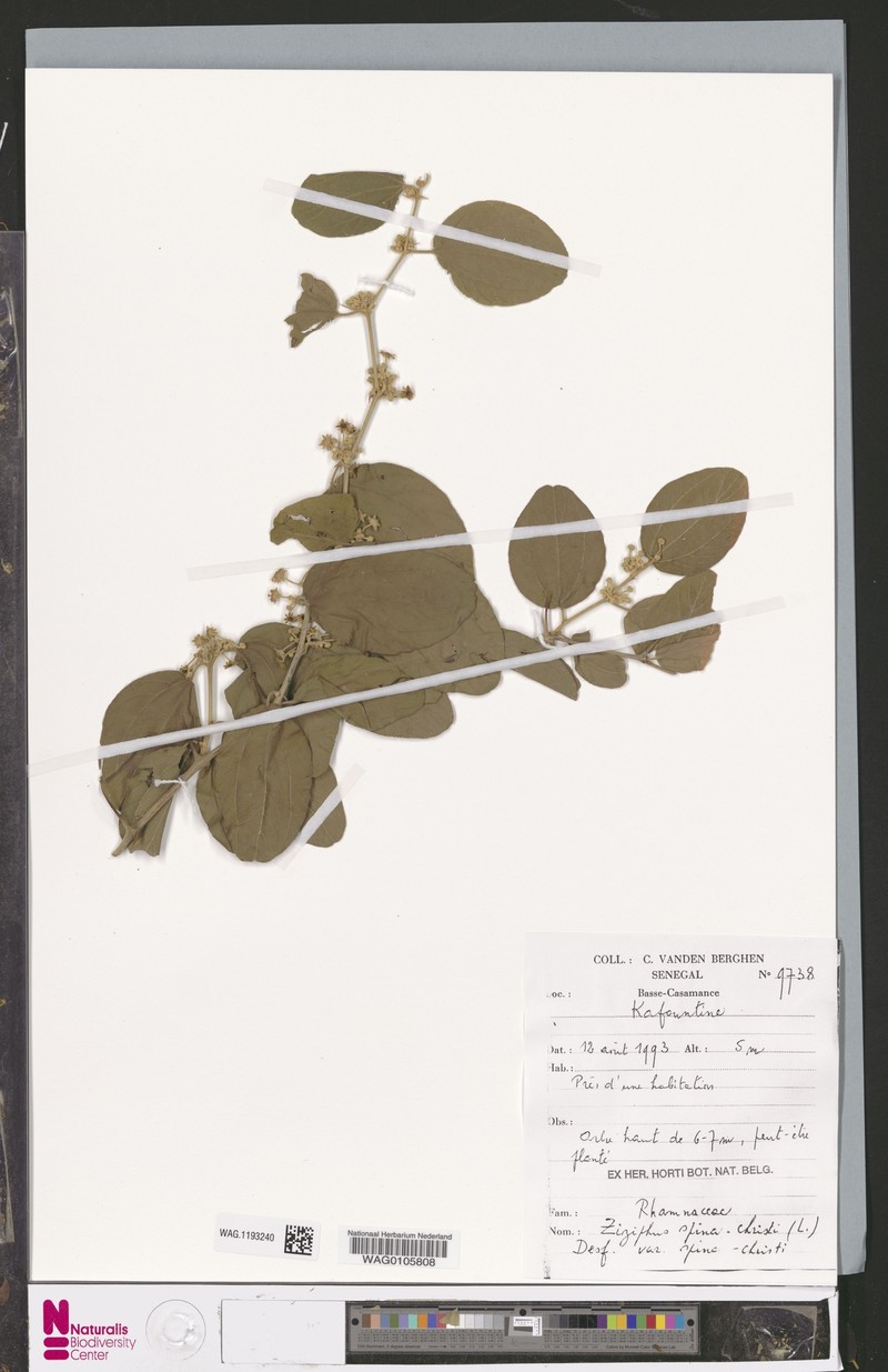 Ziziphus spina-christi var. spina-christi