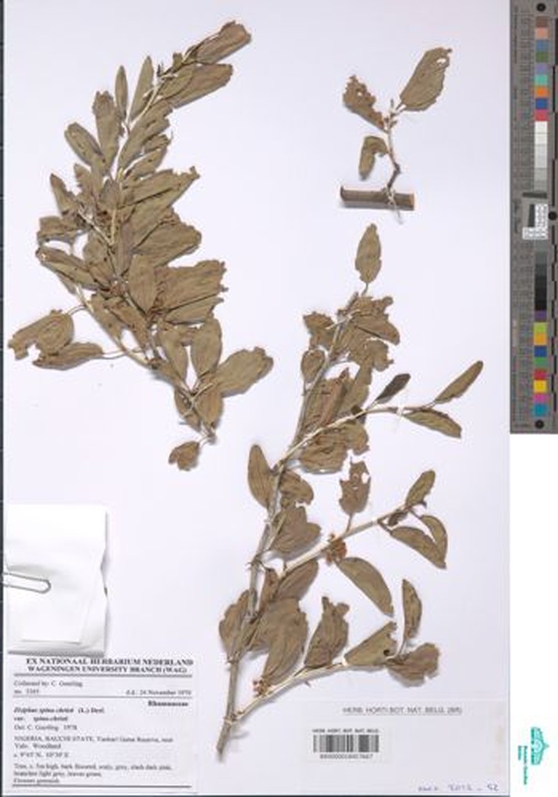 Ziziphus spina-christi var. spina-christi photo 2