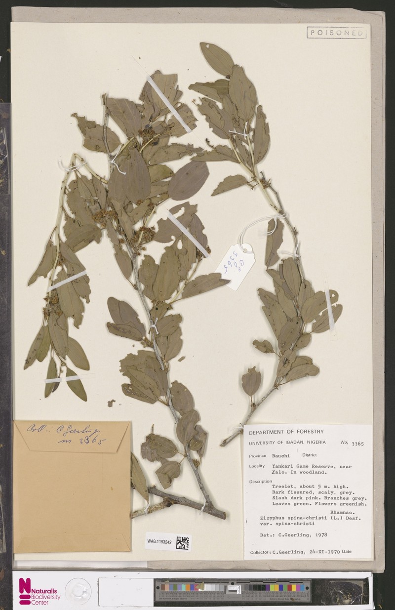 Ziziphus spina-christi var. spina-christi photo 3