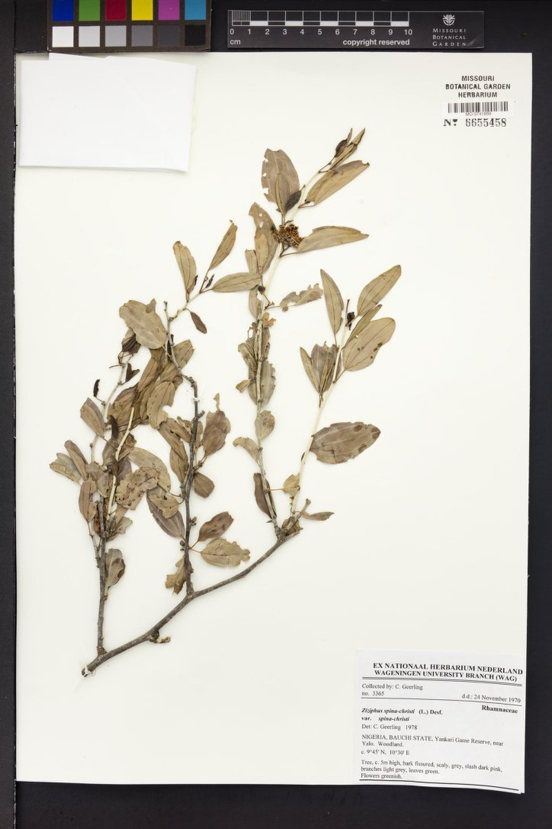 Ziziphus spina-christi var. spina-christi photo 4