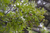 Common Jujube