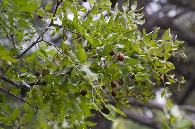Common Jujube
